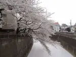 Ik neem je mee in de Tokyo weersverwachting. Perfect op het juiste moment, omdat jij binnenkort naar Tokyo gaat.