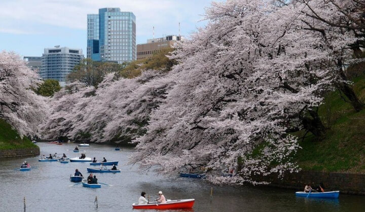 Bloesem in Tokyo Megero-Boot