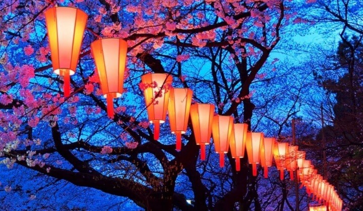 Bloesem in Tokyo in de avond