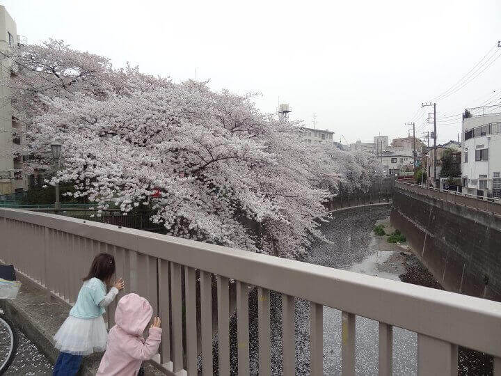 Tokyo Tips Sakura Tokyo Tips Sakura