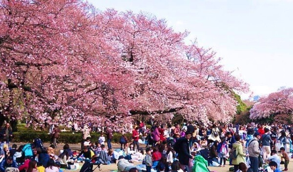 Shinjuku park - hanami
