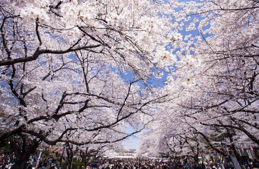 Ueno-Bloesem-Tokyo